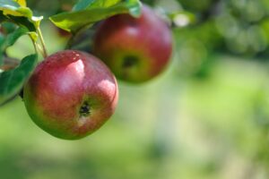 Diferentes tipos de macieiras